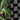 Pantalon de Survêtement Jungle King DOLCE&GABBANA